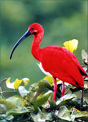 Trinidad _and_ Tobago wildlife