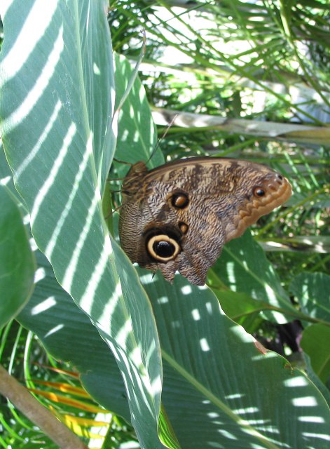 Butterfly _Farm _Cayman 