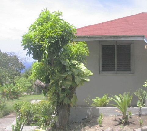 Cassava Cottage