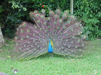 cranbrook peacock